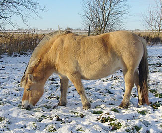 Celeste på vinterbete...